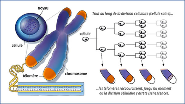 Schémas des télomères, cellules et chromosomes