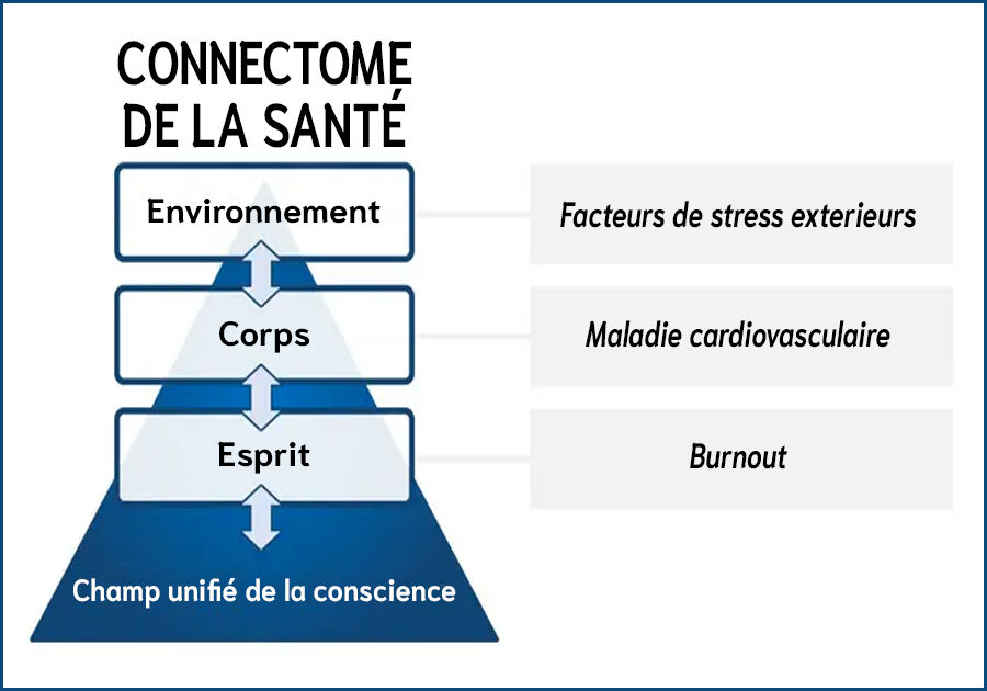 Connectome de la santé : Méditation Transcendantale et conscience comme système intégrateur de santé